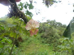 Image of Rodriguezia lehmannii Rchb. fil.