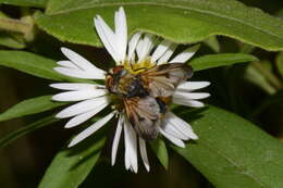 Imagem de Ectophasia crassipennis (Fabricius 1794)