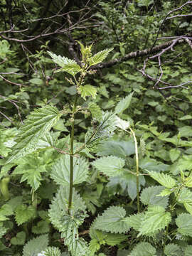 Image of Urtica dioica subsp. sondenii (Simmons) Hylander