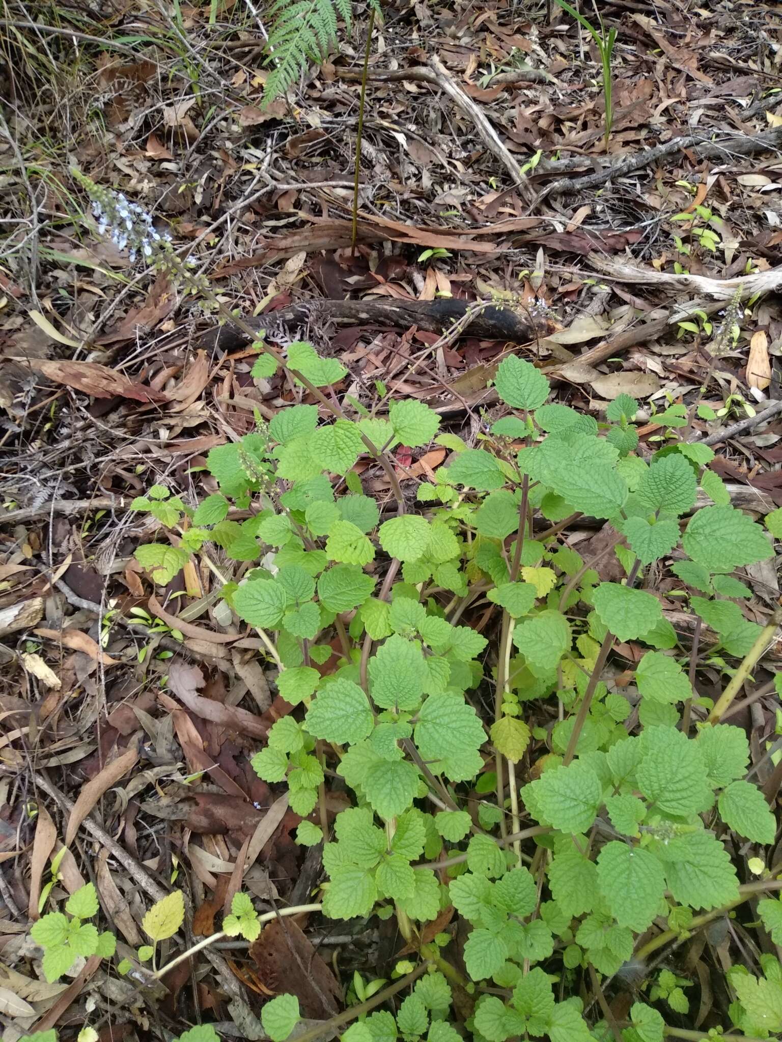 Image de <i>Coleus australis</i>