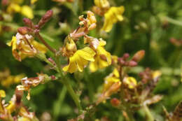 Image of Goodenia macbarronii R. Carolin