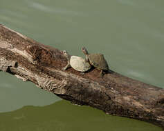 Image of Assam Roofed Turtle