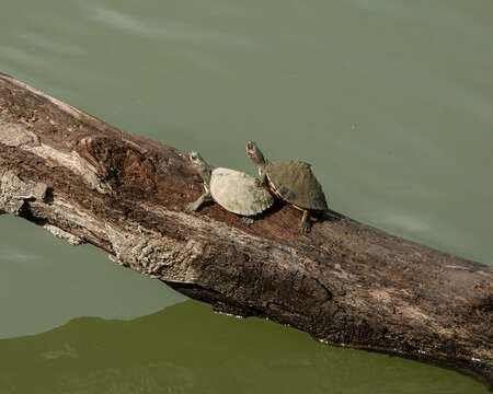 Image of Assam Roofed Turtle