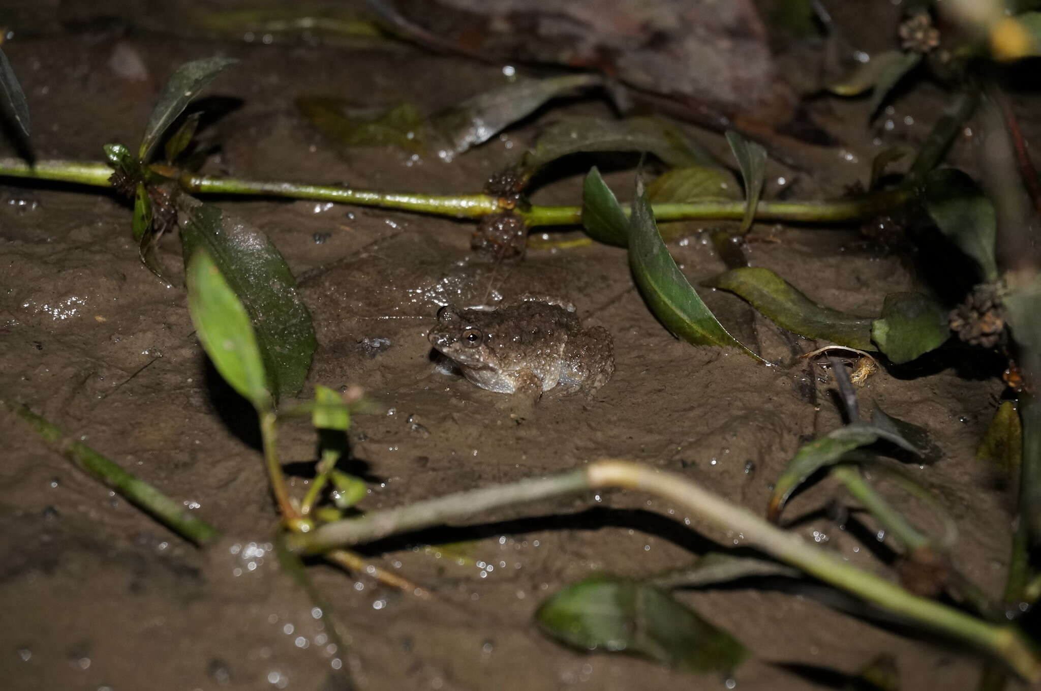 Image of Round-tongued Floating Frog