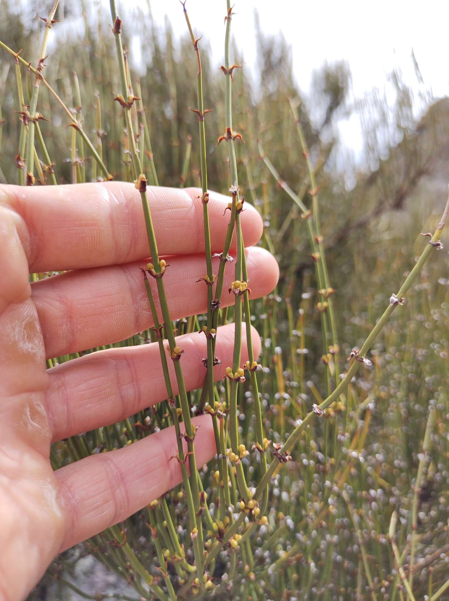 Image of Ephedra americana Humb. & Bonpl. ex Willd.