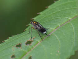 Image of Poecilobothrus