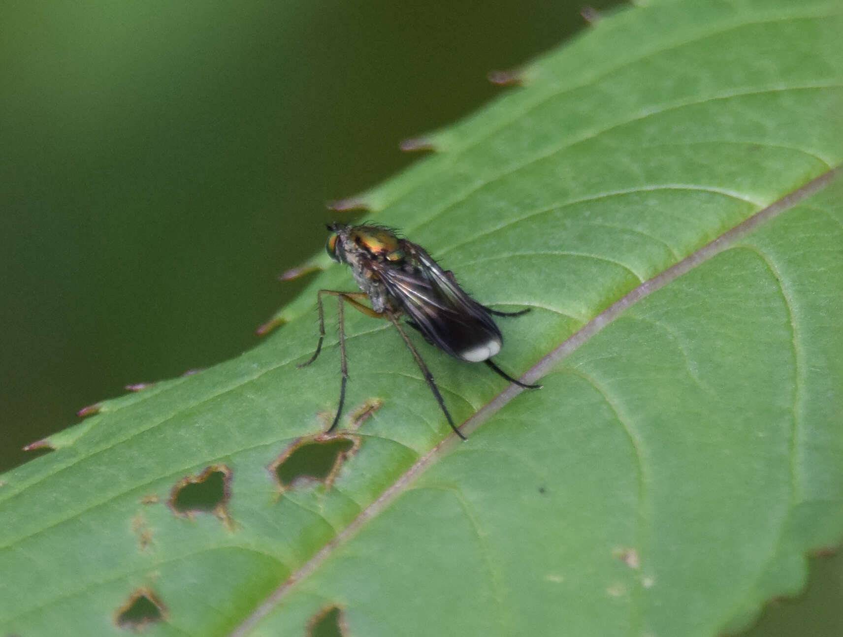 Image of Poecilobothrus