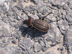 Image of Carabus (Eucarabus) ulrichii Germar 1824