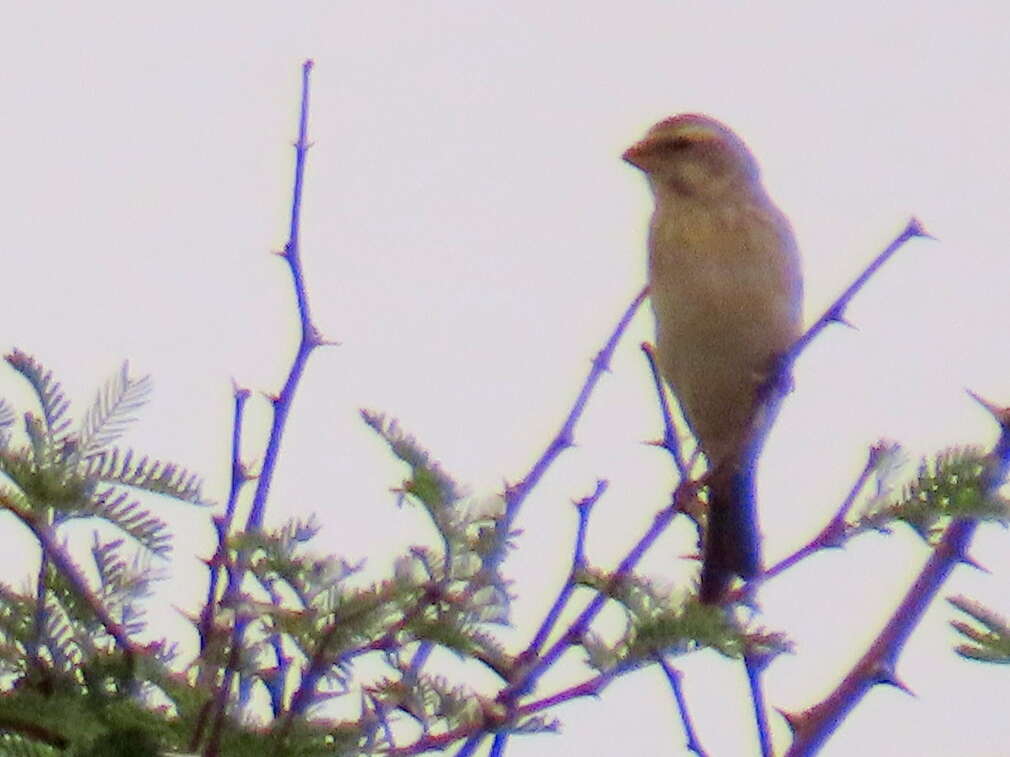 Image of Crithagra flaviventris damarensis (Roberts 1922)