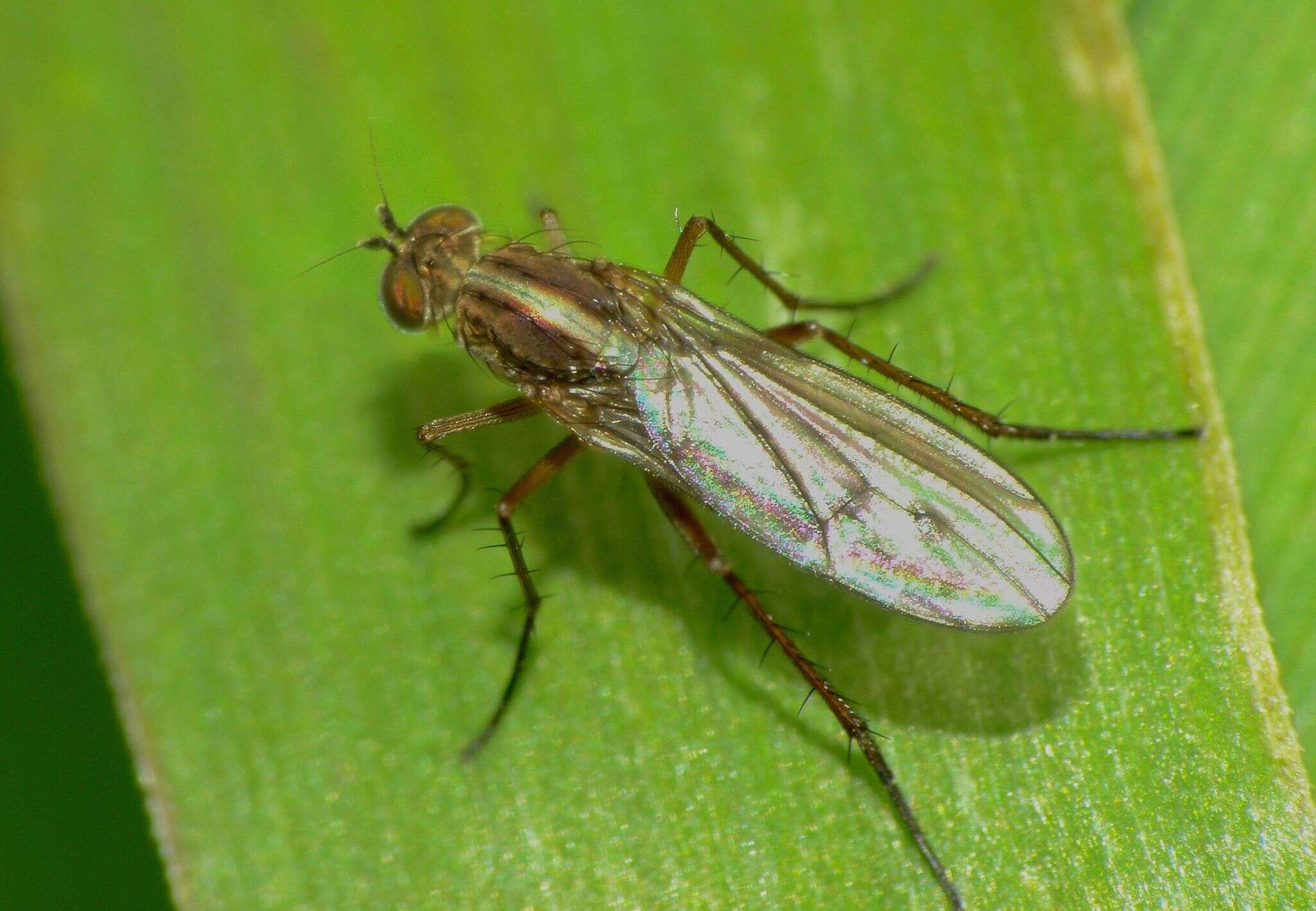 Image of Tetrachaetus bipunctatus Parent 1933