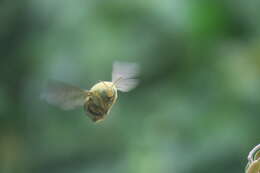 Image of Xylocopa aestuans (Linnaeus 1758)