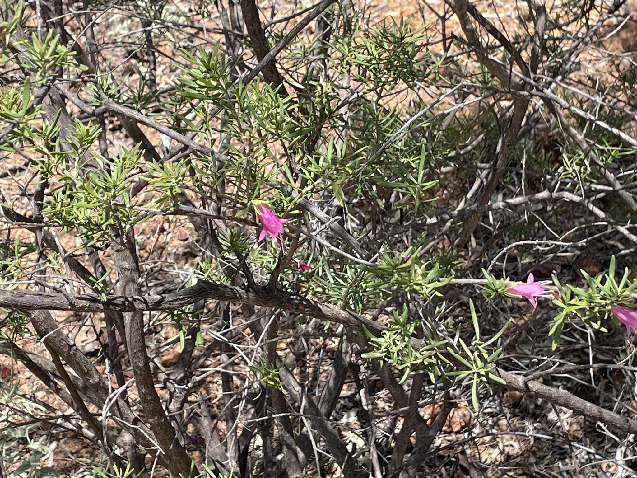 Eremophila latrobei F. Muell.的圖片