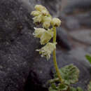 Image of Elmera racemosa var. racemosa