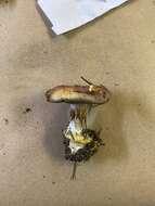 Image of Cortinarius cupreorufus Brandrud 1994