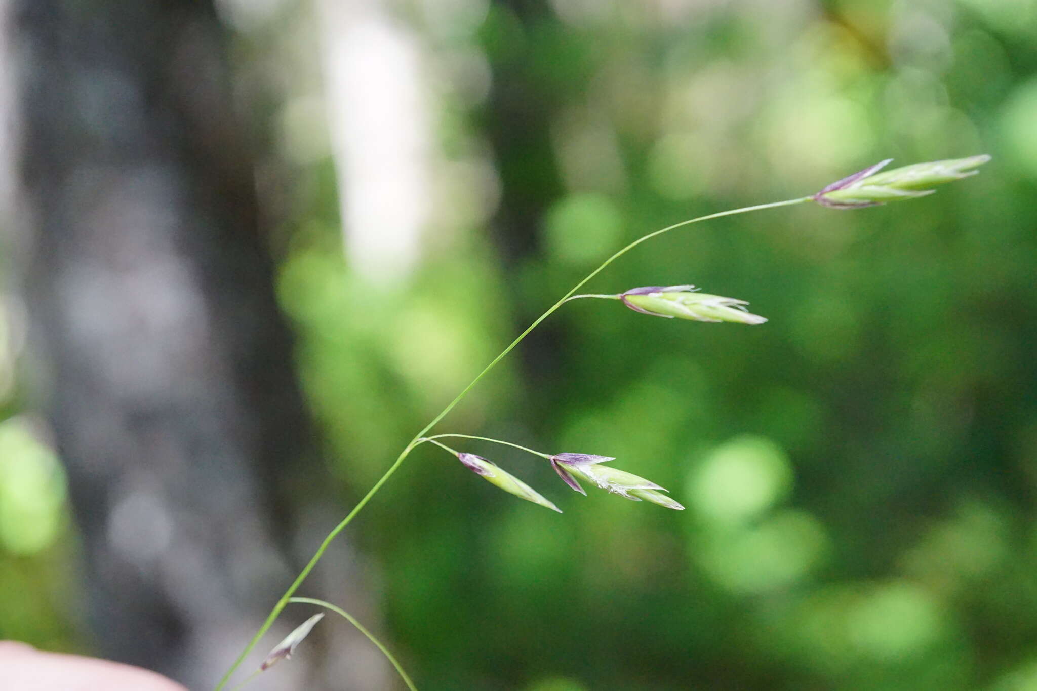 Image of Geyer's oniongrass