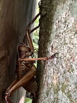 Image of Little Barrier giant weta