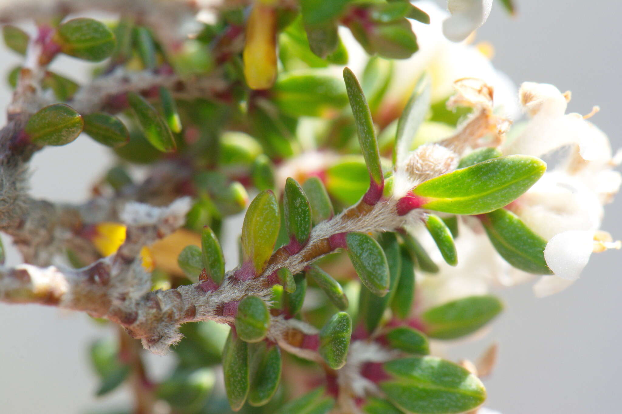 Image of Pimelea cryptica C. J. Burrows & Enright