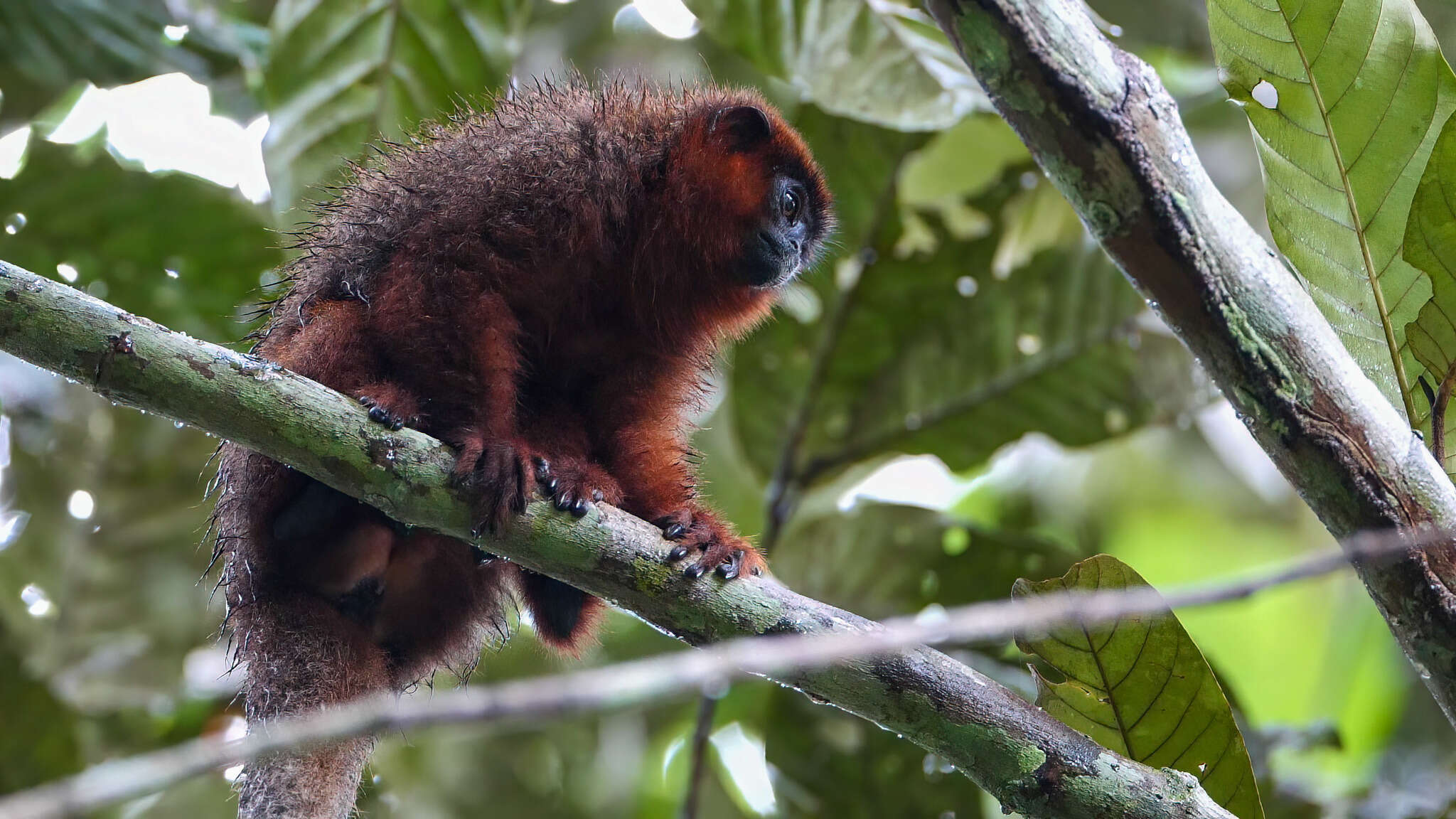 Image of Coppery Titi Monkey