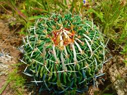 Image of Echinofossulocactus zacatecasensis Britton & Rose