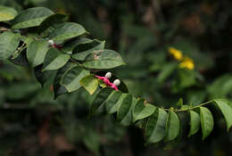 Image of Heisteria parvifolia Sm.