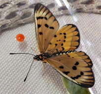 Image of <i>Acraea <i>rahira</i></i> rahira