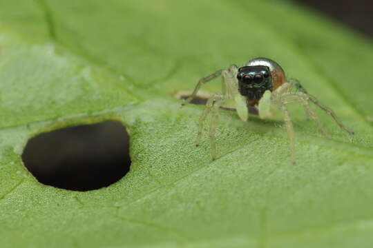 صورة Phintella vittata (C. L. Koch 1846)