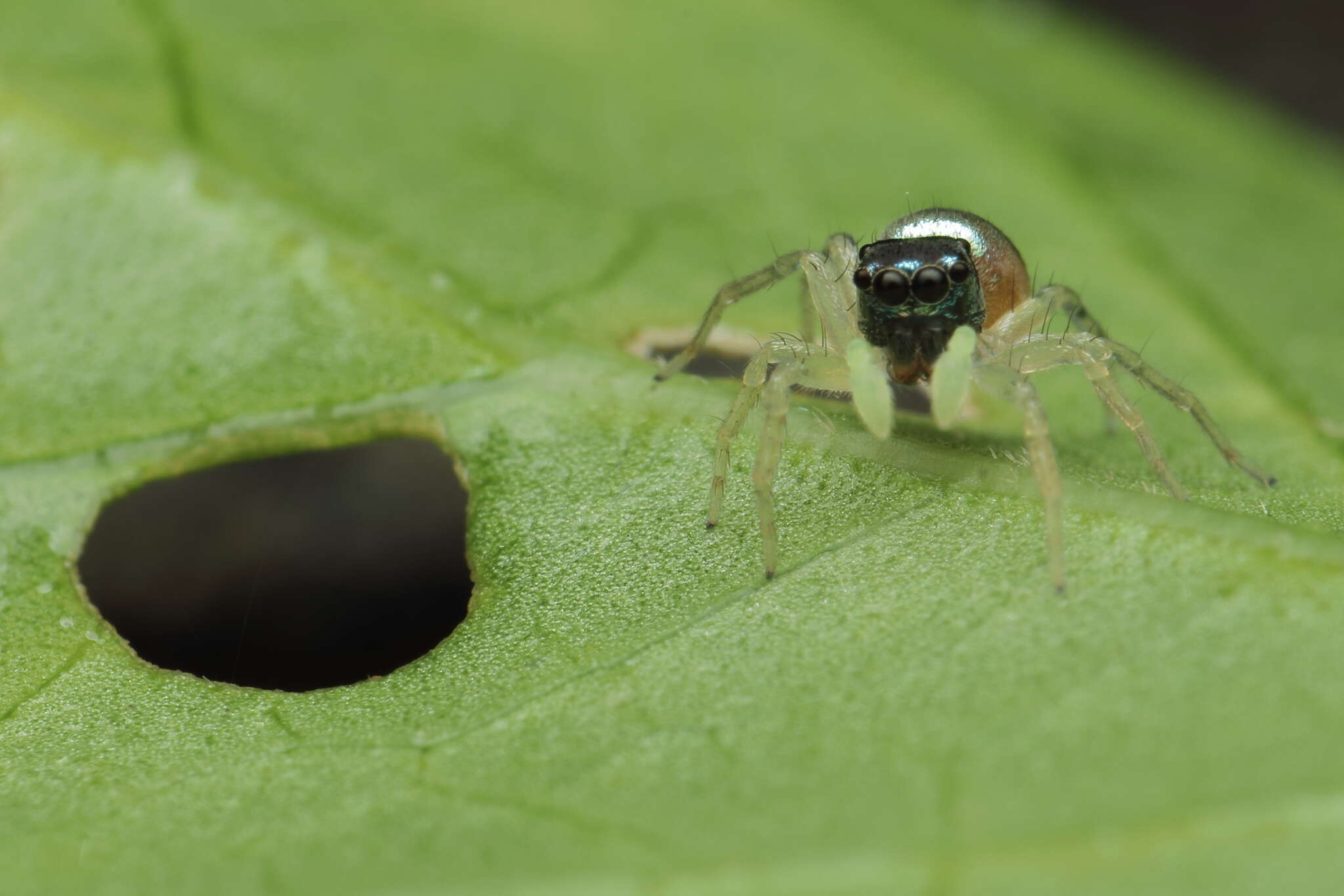 Image of Phintella vittata (C. L. Koch 1846)