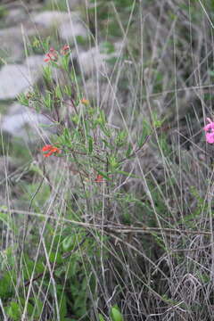 Imagem de Bouvardia tenuifolia Standl.