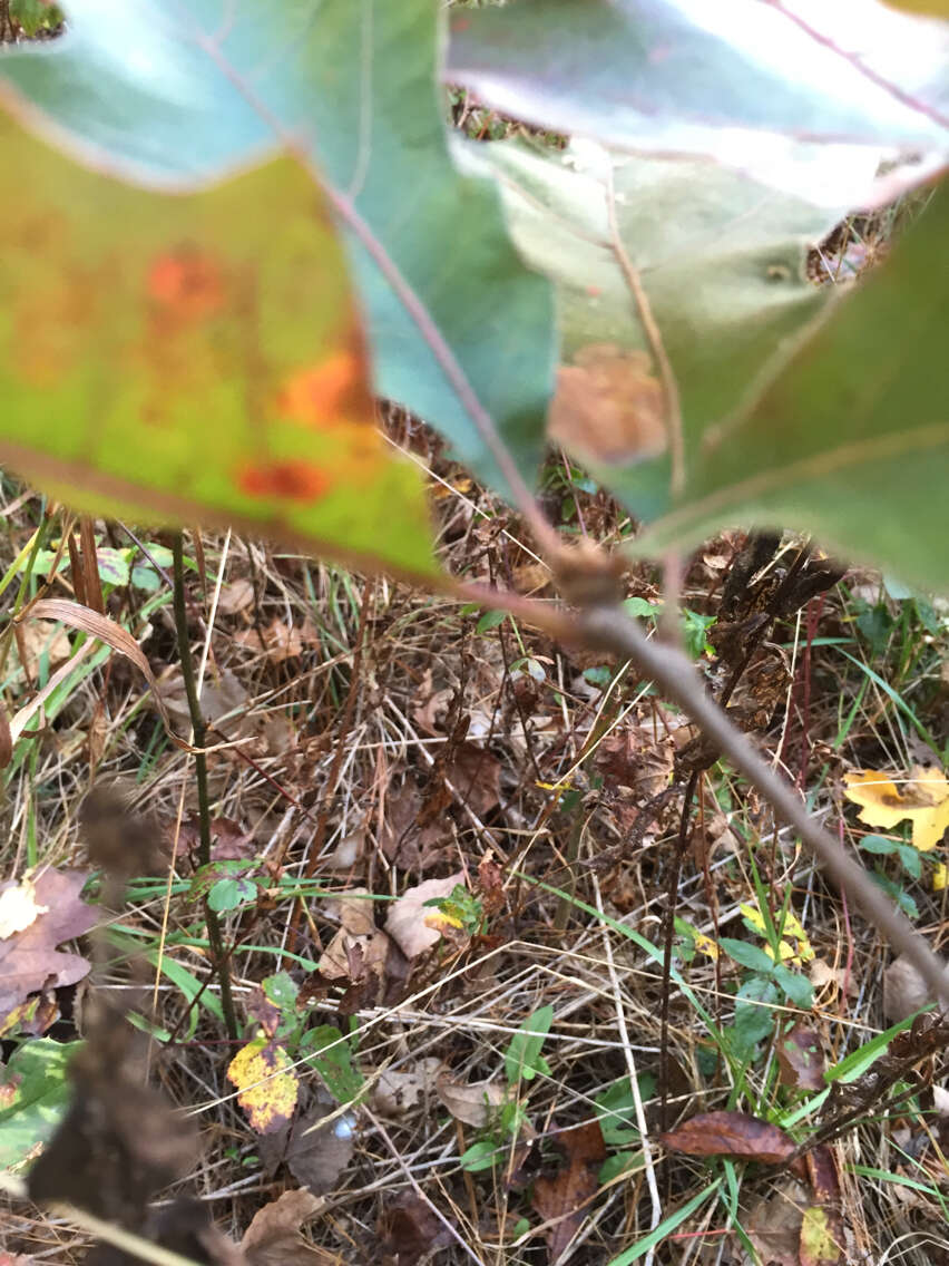 Quercus velutina Lam. resmi