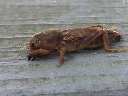 Image of Tawny Mole Cricket
