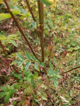 Imagem de Sanguisorba alpina Bunge