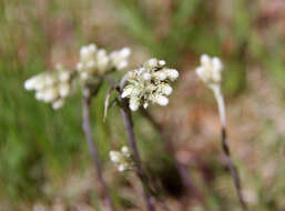 Imagem de Antennaria howellii subsp. petaloidea (Fern.) R. J. Bayer