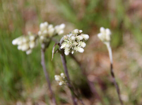 Imagem de Antennaria howellii subsp. petaloidea (Fern.) R. J. Bayer