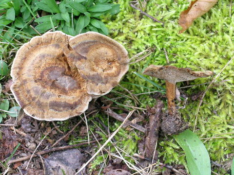 539.min djm1487 coltrichia perennis 1 1247792220 jpg.580x360