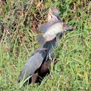 Image of Purpleface largemouth