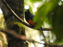 Plancia ëd Trogon chionurus Sclater, PL & Salvin 1871