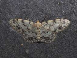 Image de Idaea contiguaria Hübner 1798