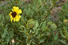 Sivun Encelia laciniata Vasey & Rose kuva