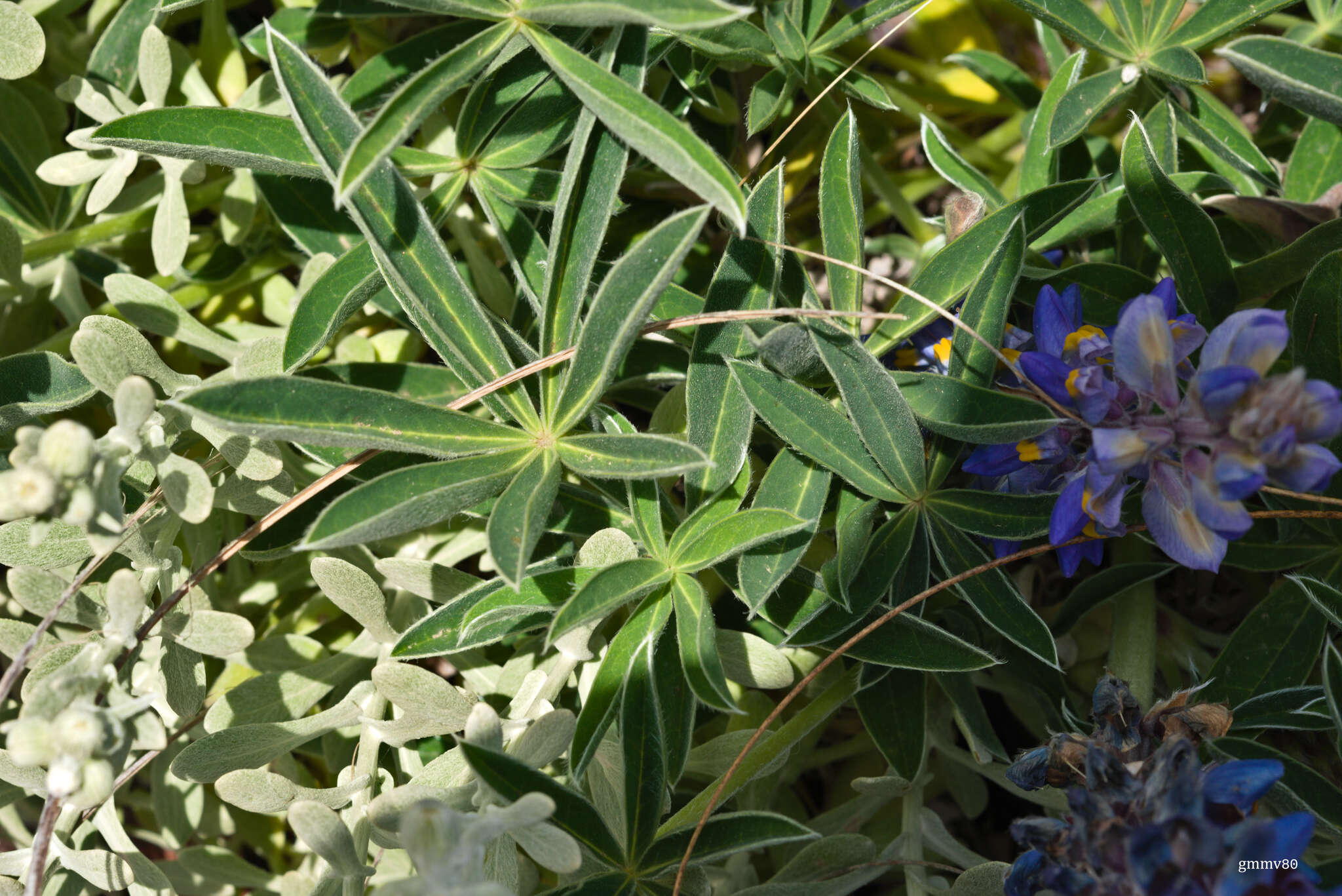 Image of Lupinus multiflorus Desr.