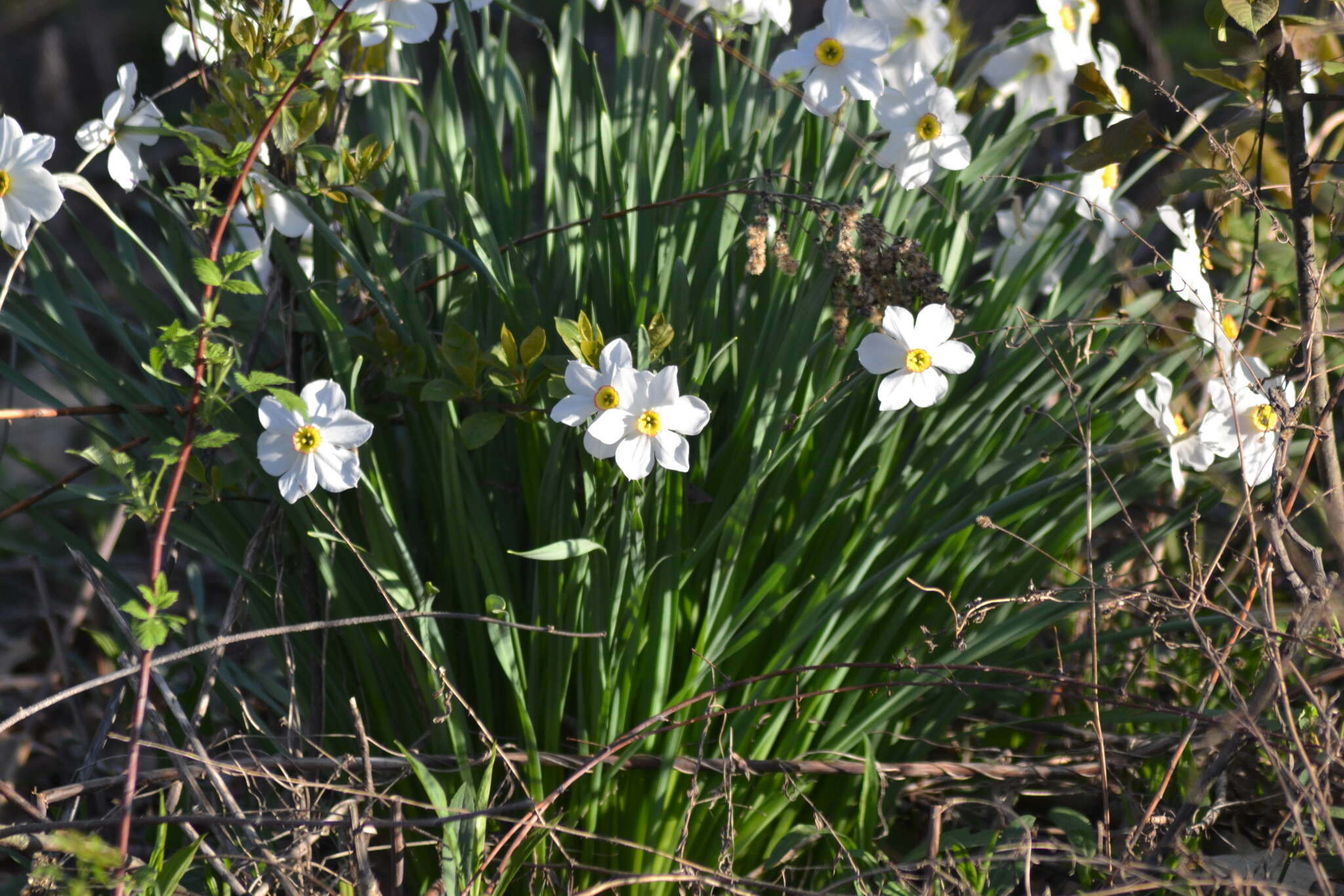 Image of Pheasant's-eye narcissus