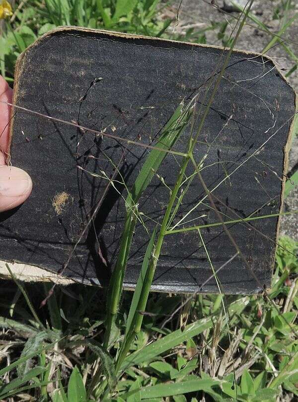 Image of Hairy Panic Grass