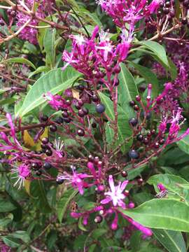 Image de Fuchsia paniculata Lindl.