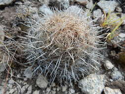 Image of pineapple cactus