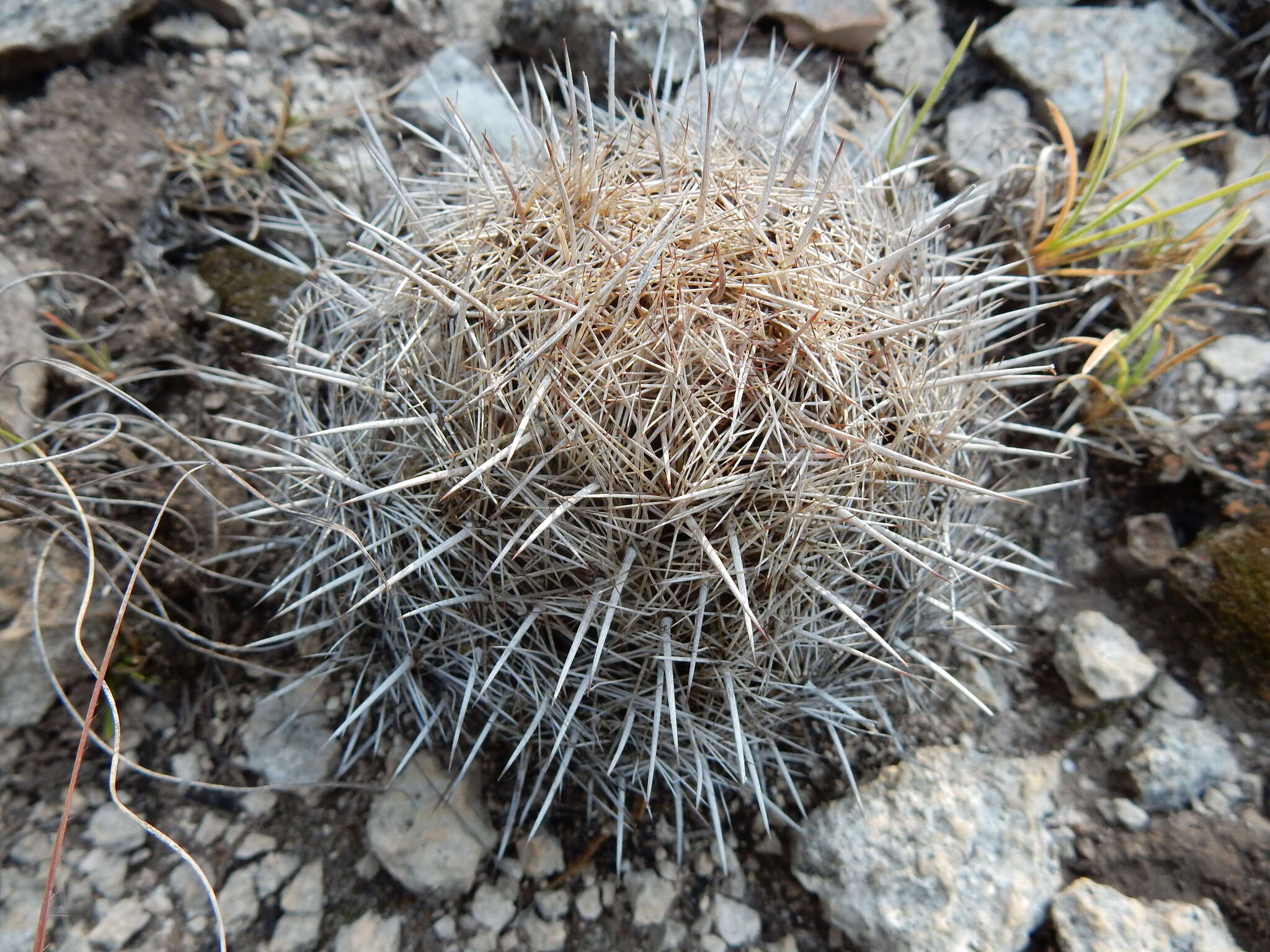 Image of pineapple cactus