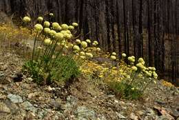 Слика од Eriogonum hirtellum Howell & Bacigal.