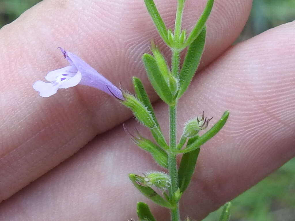 Hedeoma reverchonii (A. Gray) A. Gray resmi