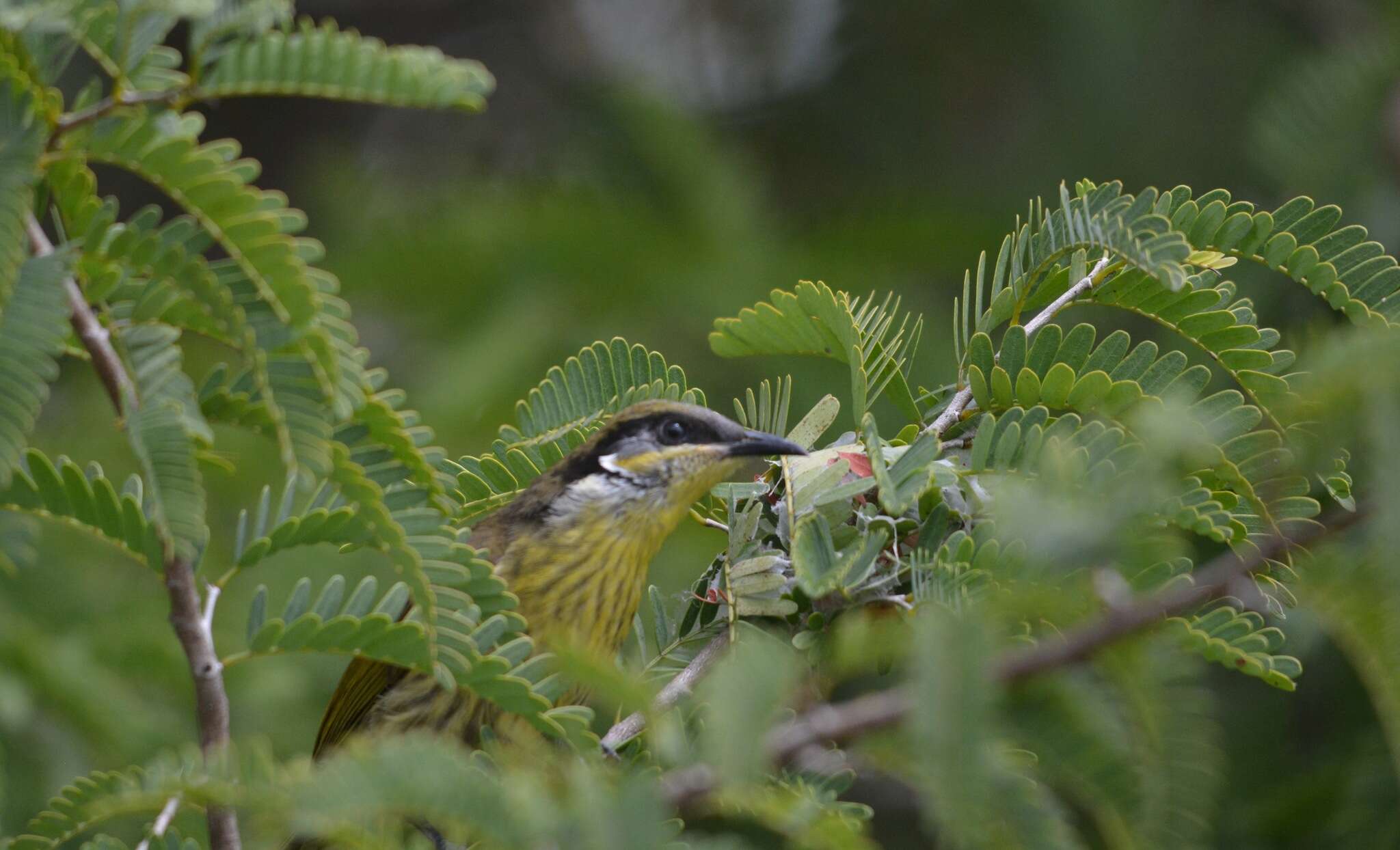 Image of Varied Honeyeater