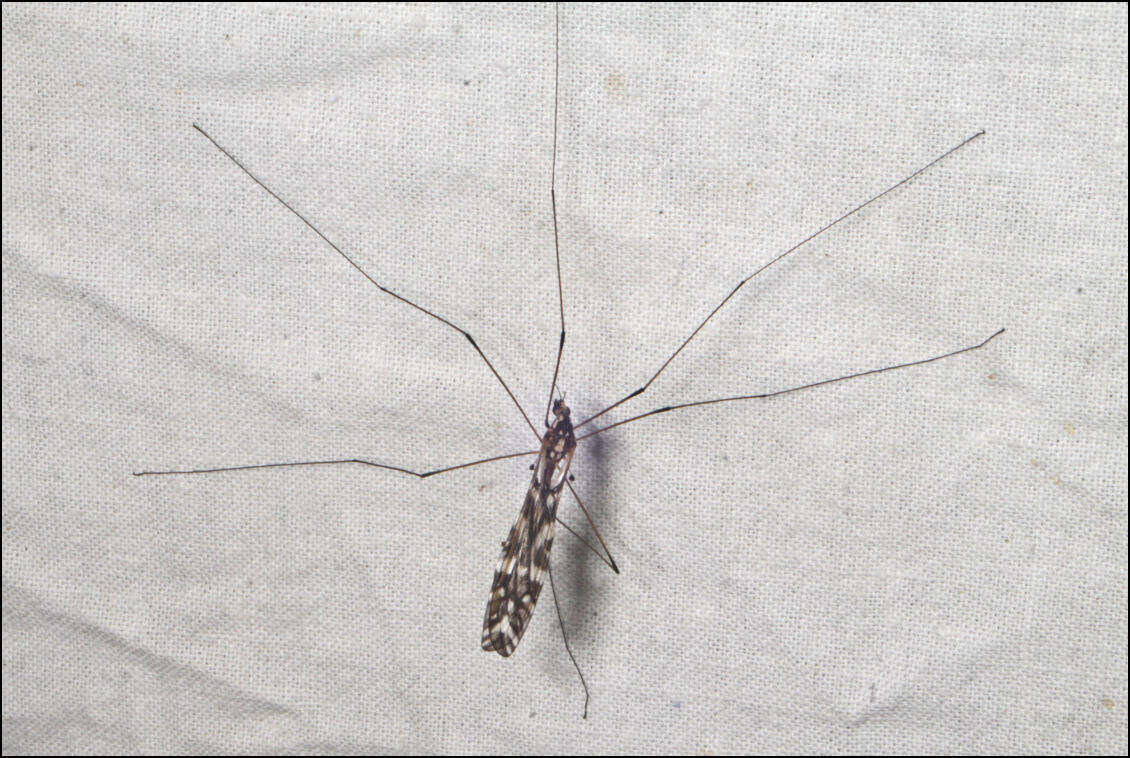 Image of Ischnotoma (Ischnotoma) eburnea (Walker 1848)
