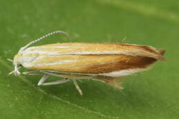 Imagem de Coleophora saturatella Stainton 1850