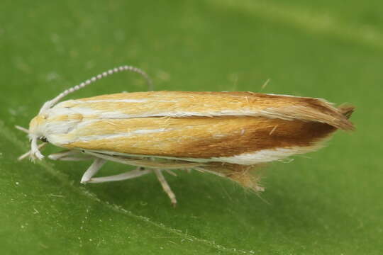 Image of Coleophora saturatella Stainton 1850